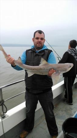 10 lb Starry Smooth-hound by dave bowring