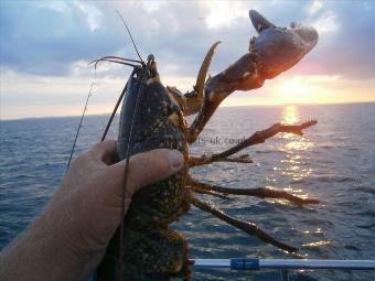 4 lb Lobster by Phil