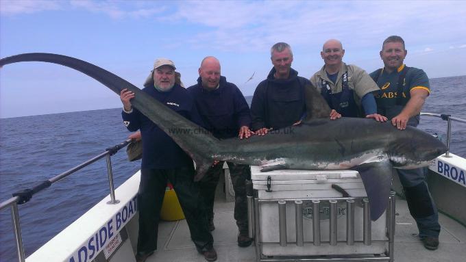 300 lb Thresher Shark by George Simmonds