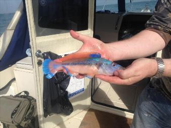 1 lb 1 oz Cuckoo Wrasse by Derek Norman