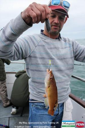 1 lb Cuckoo Wrasse by Mark