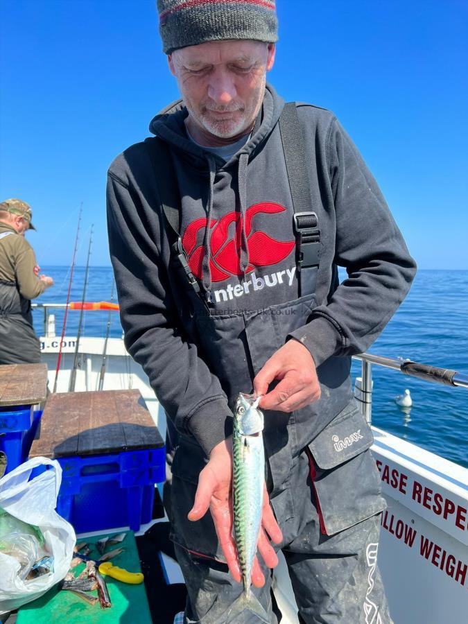 14 oz Mackerel by Trevor.