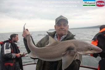 16 lb Starry Smooth-hound by Dave