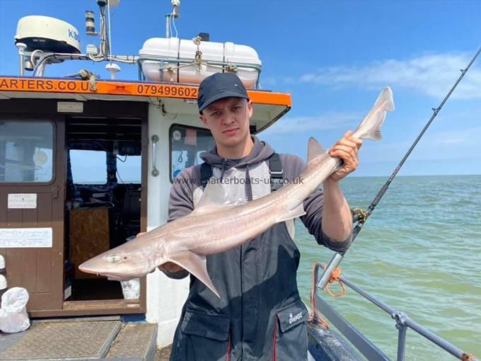 8 lb Smooth-hound by Unknown