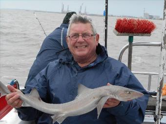 5 lb Smooth-hound (Common) by David
