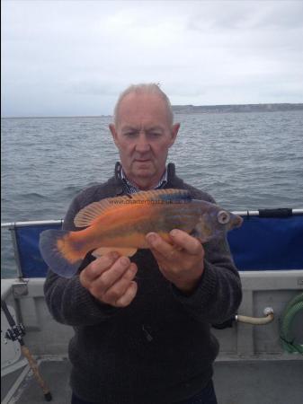 1 lb Cuckoo Wrasse by Unknown