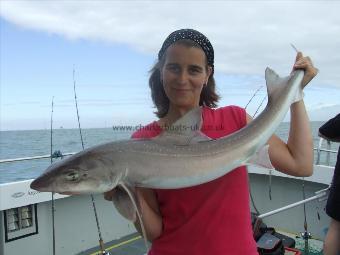 13 lb 8 oz Smooth-hound (Common) by stacey ely