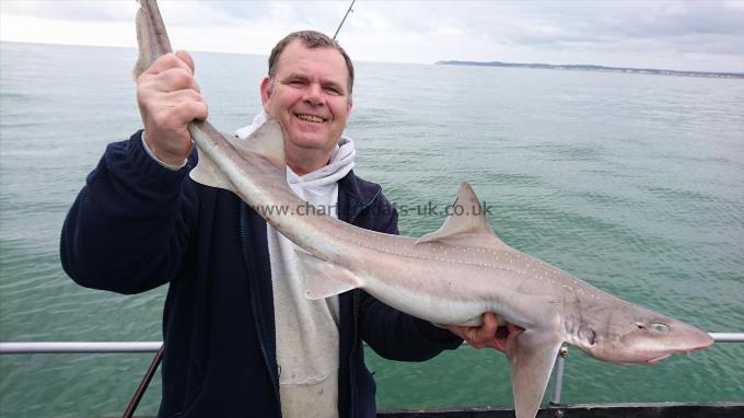 8 lb 5 oz Starry Smooth-hound by Dave from Essex