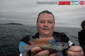 1 lb Cuckoo Wrasse by Dave