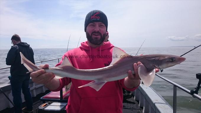 5 lb 8 oz Starry Smooth-hound by John from Southend