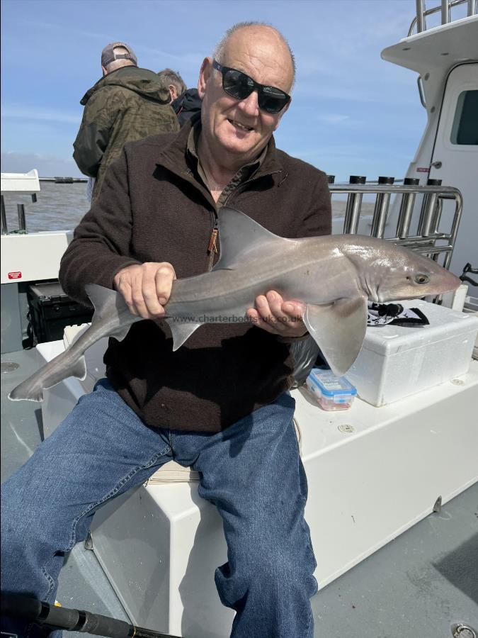 6 lb 8 oz Starry Smooth-hound by Vic