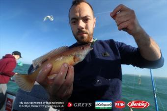 1 lb Cuckoo Wrasse by Craig