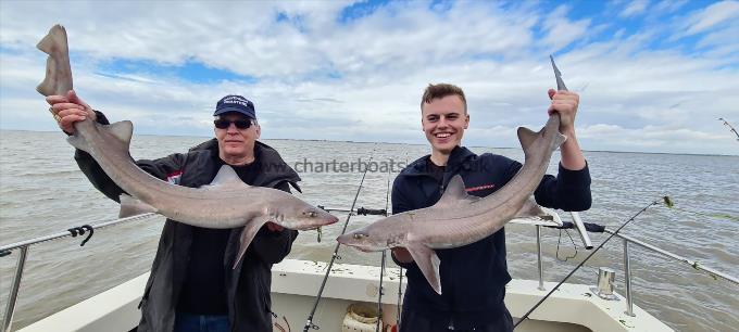 14 lb 4 oz Starry Smooth-hound by Paul