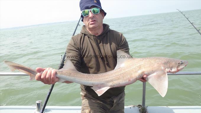 8 lb Smooth-hound (Common) by Doug