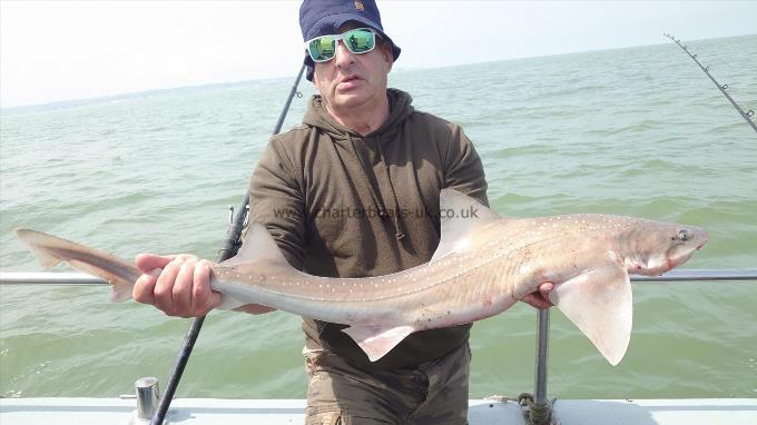 8 lb Smooth-hound by Doug