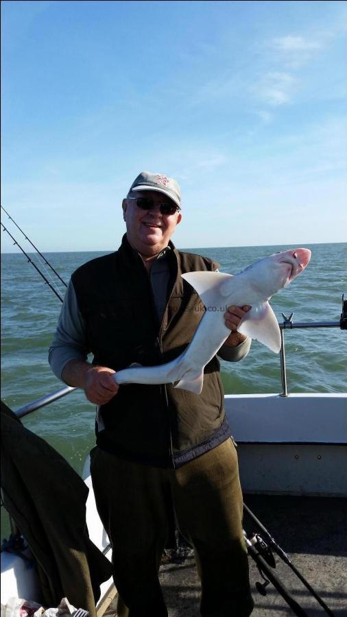 8 lb 7 oz Smooth-hound (Common) by Dave