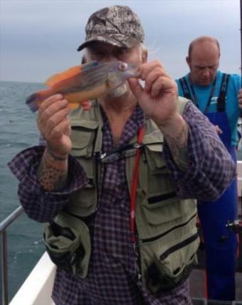 1 lb 4 oz Cuckoo Wrasse by Phil Milford