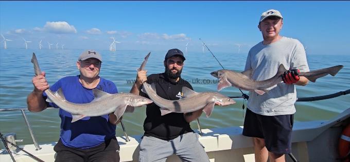 8 lb Starry Smooth-hound by John