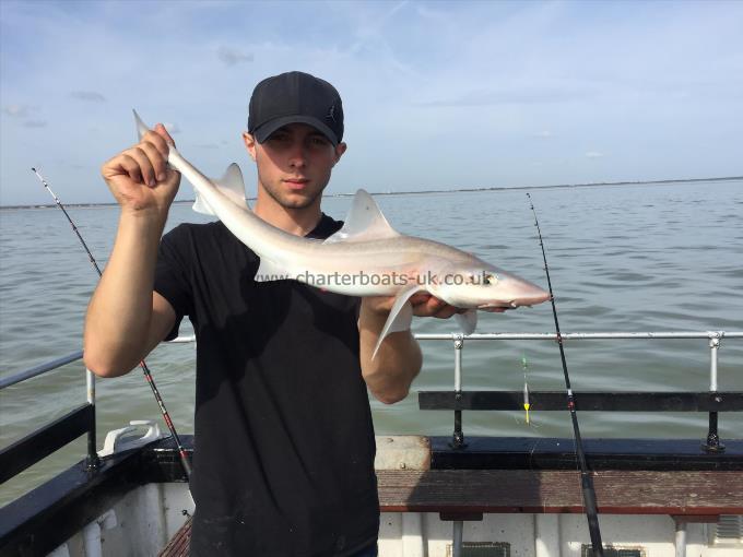 5 lb Starry Smooth-hound by Dan from ramsgate