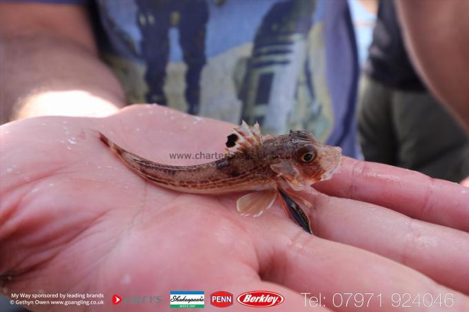 1 oz Grey Gurnard by Unknown