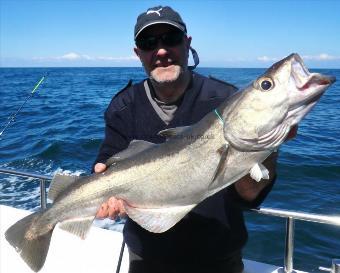 16 lb 9 oz Pollock by Steve Harber