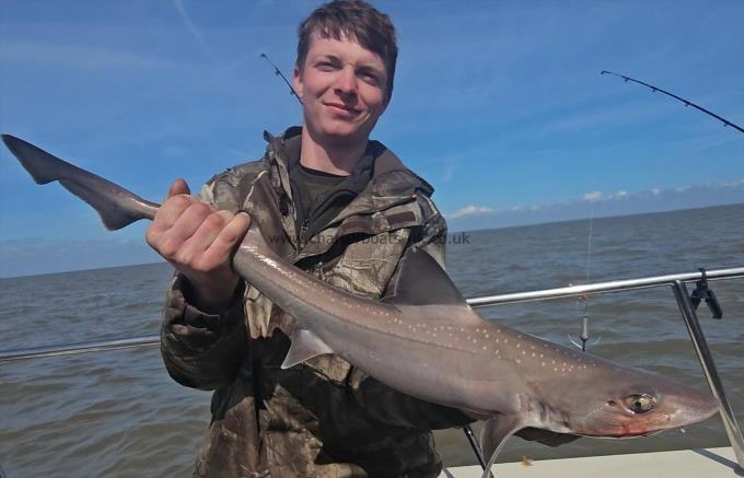 6 lb 4 oz Smooth-hound by Will