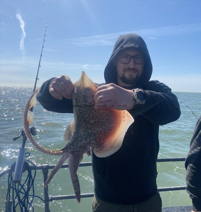 5 lb Thornback Ray by Unknown