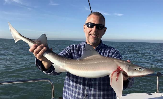 8 lb Smooth-hound by Unknown