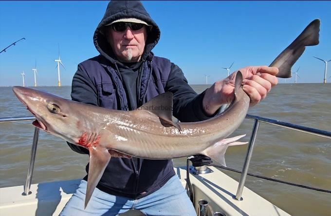 7 lb 6 oz Starry Smooth-hound by Steve