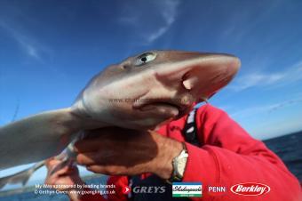 7 lb Starry Smooth-hound by Trevor