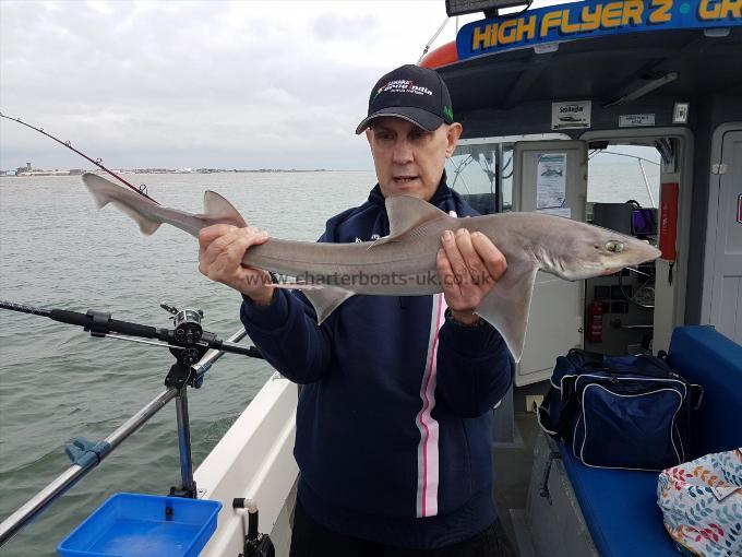 5 lb Starry Smooth-hound by Kevin