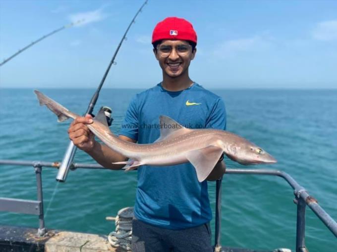 5 lb Starry Smooth-hound by Unknown