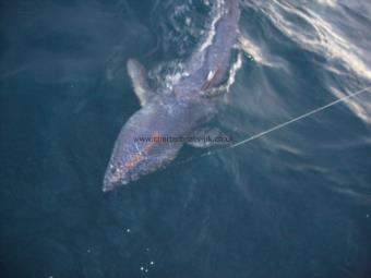 220 lb Porbeagle by Andrew Lloyd