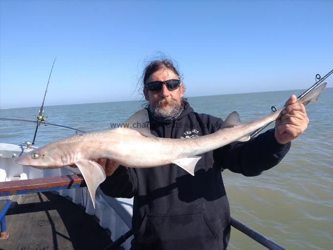 12 lb Starry Smooth-hound by Pete pirate