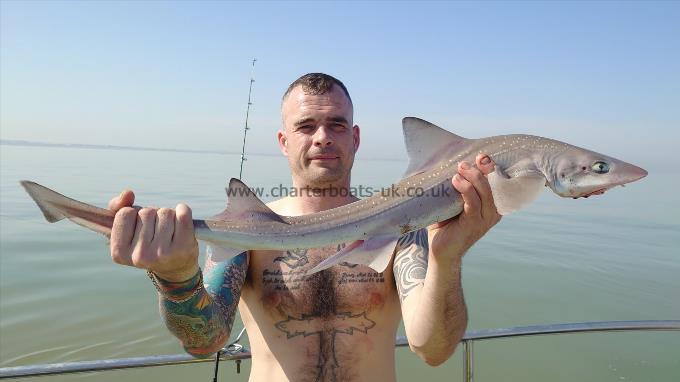 6 lb Smooth-hound (Common) by Simon