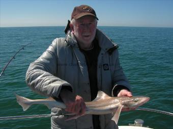 5 lb 9 oz Starry Smooth-hound by Alan from Otford