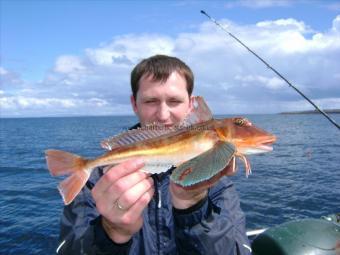 1 lb 8 oz Tub Gurnard by Unknown