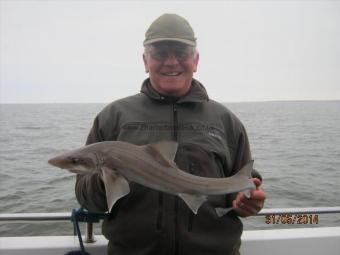 5 lb Smooth-hound by Unknown
