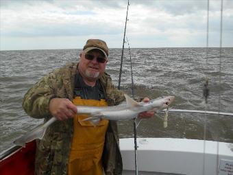 4 lb Smooth-hound (Common) by Dave Jones