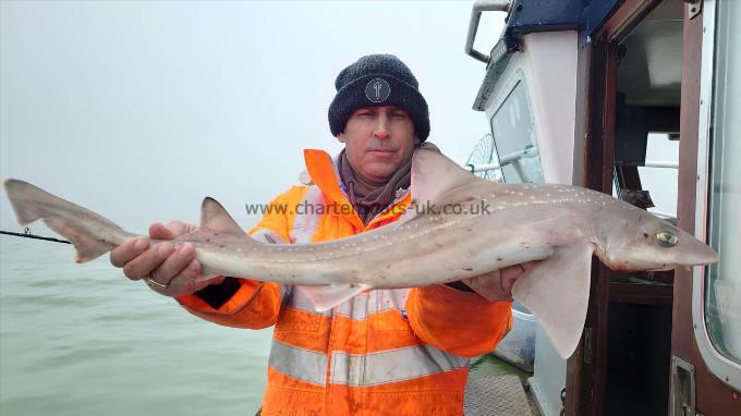 7 lb Starry Smooth-hound by Curtis