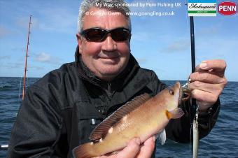 1 lb Cuckoo Wrasse by Dave