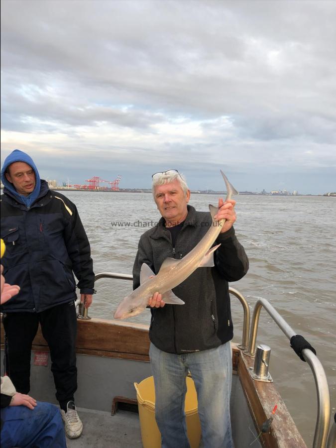 4 lb 6 oz Starry Smooth-hound by Unknown