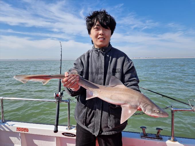 7 lb Smooth-hound by Unknown