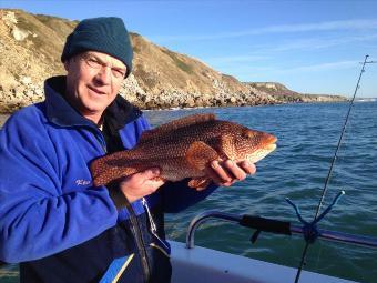 4 lb Ballan Wrasse by Kev Justice