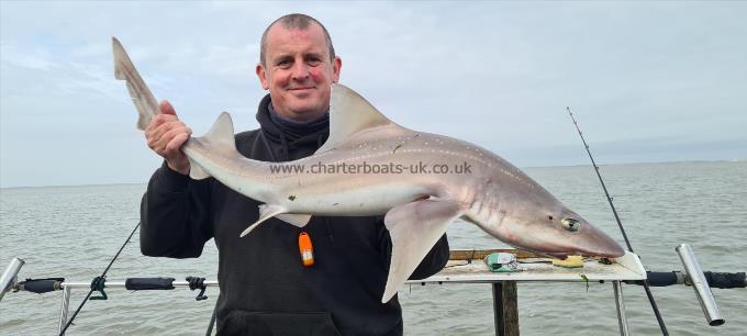 14 lb Starry Smooth-hound by Steve