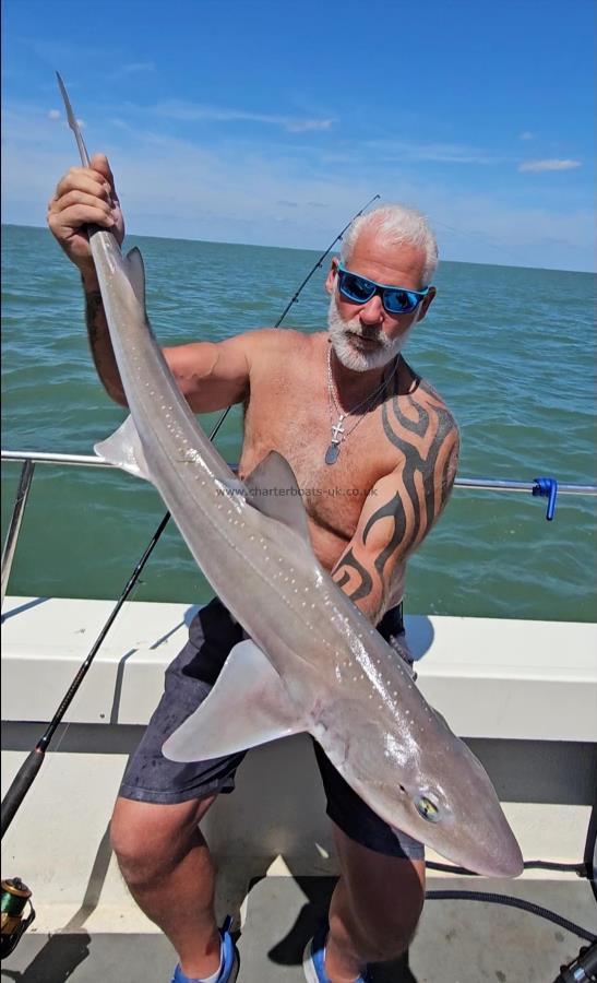 15 lb Starry Smooth-hound by Phil