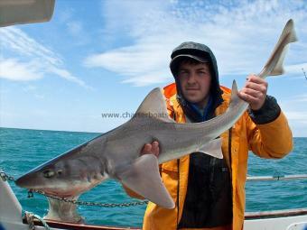 8 lb Starry Smooth-hound by Sion