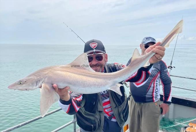 12 lb Smooth-hound (Common) by Unknown