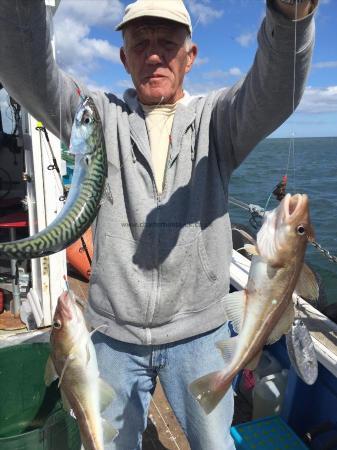 3 lb Cod by eric smith 3rd june . 3 fish in one drop