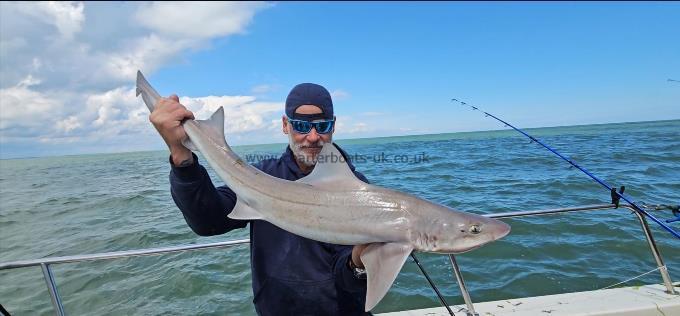 12 lb 4 oz Smooth-hound by Phil
